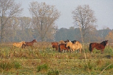 081101 Pferde bei Schenkendorf